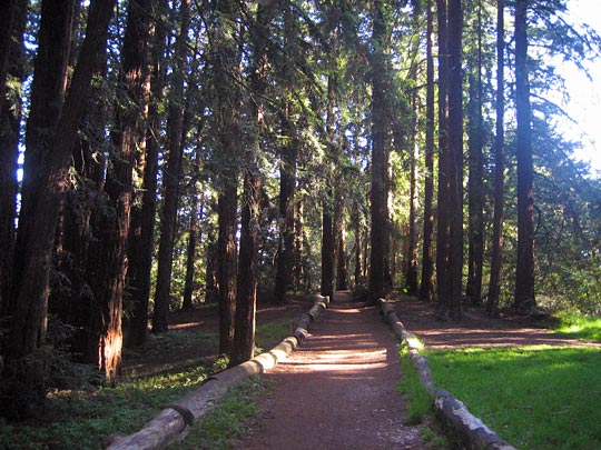 Big Trees Trail